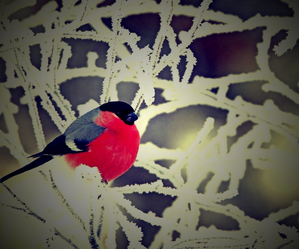 Снегирь на ветке обои