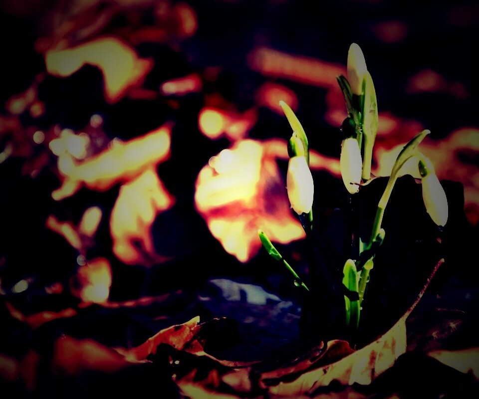 Первые весенние цветы обои