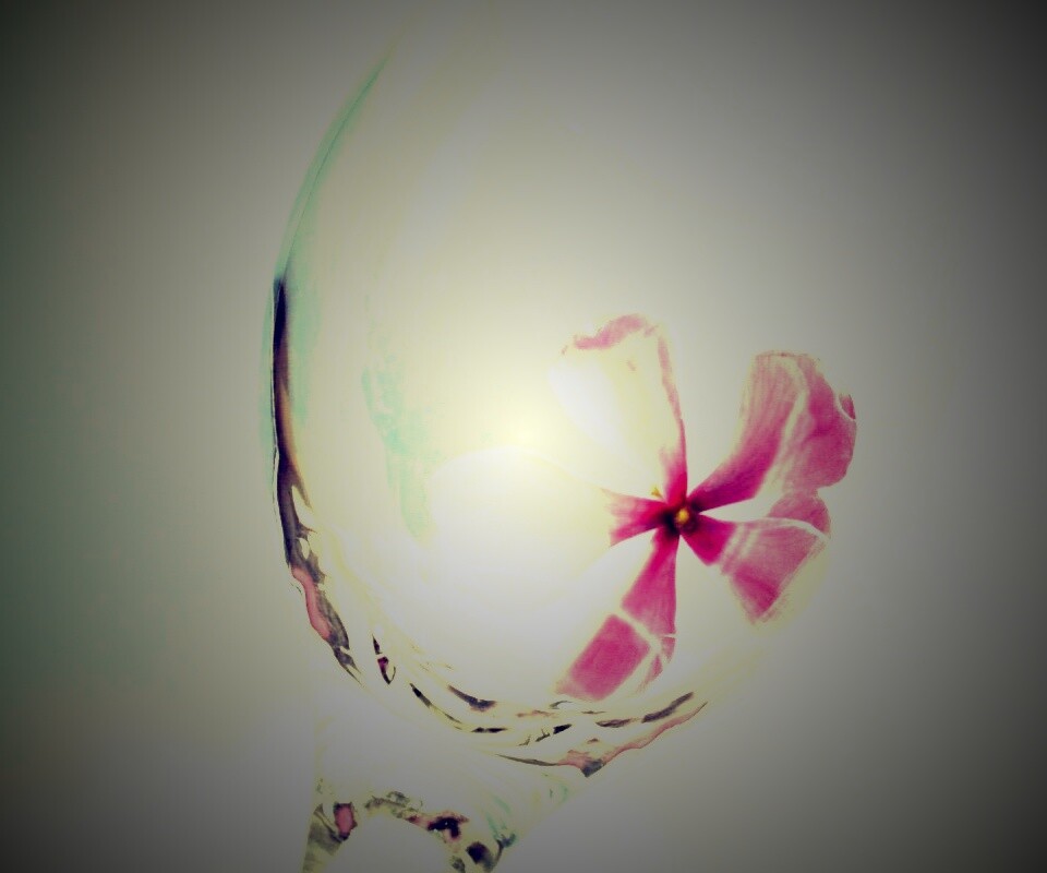 Нежный цветок в бокале на фоне голубого неба обои