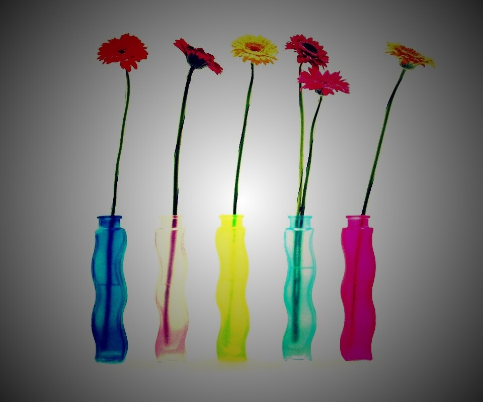 Герберы в изогнутых вазах обои