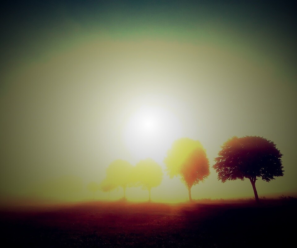 Деревья в поле обои