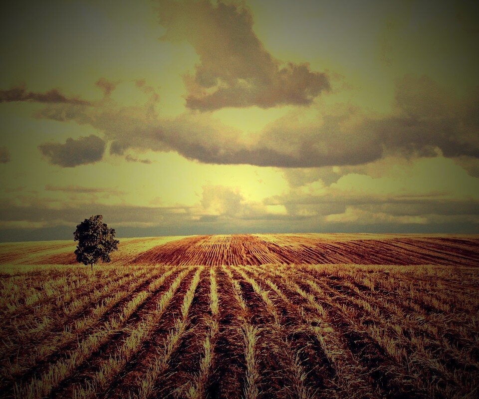 Дерево в поле обои