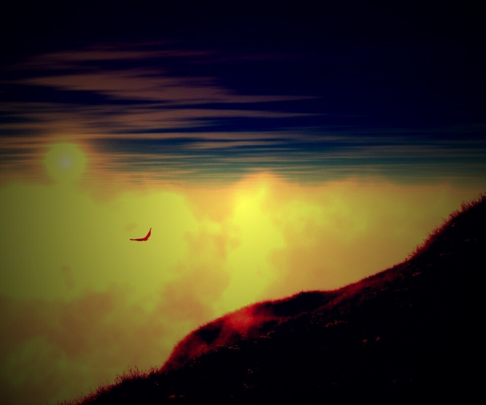 Птица парит над туманом обои