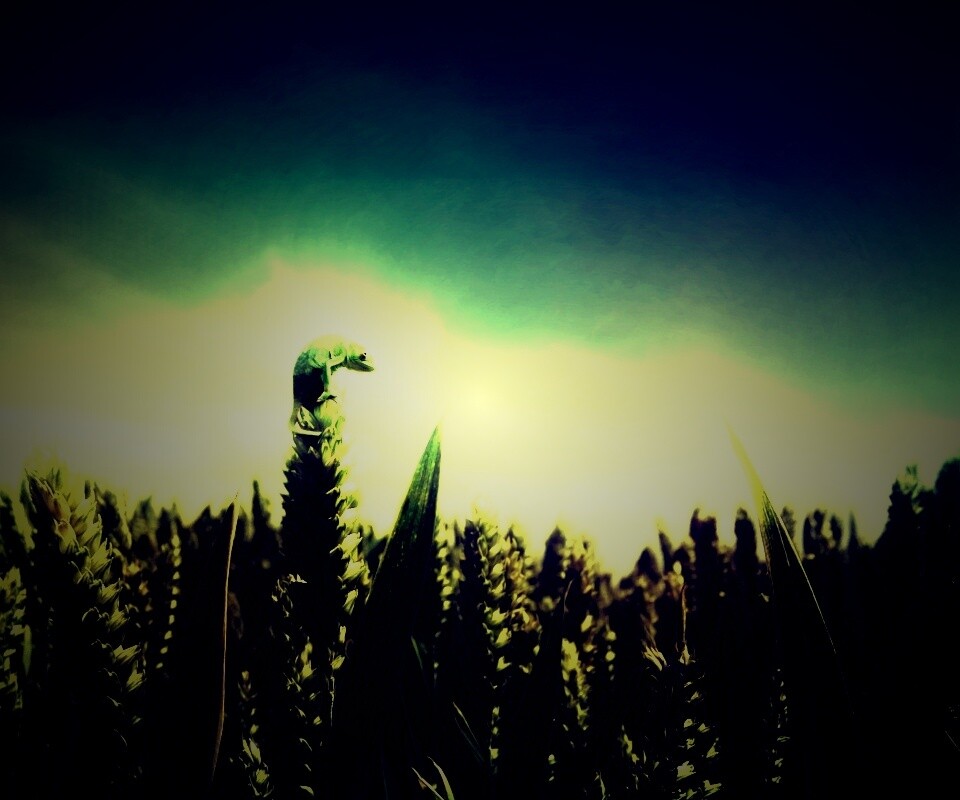 Маленький хамелеон на травинке обои