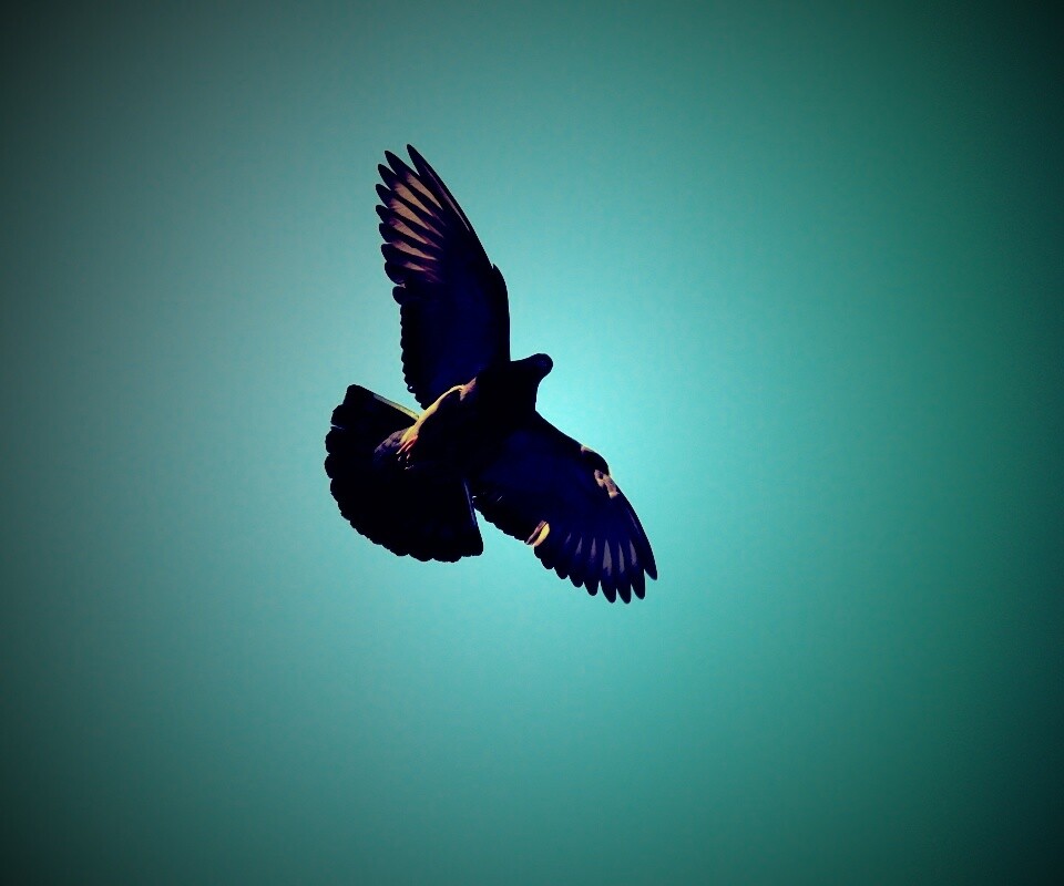 Голубь в полёте обои