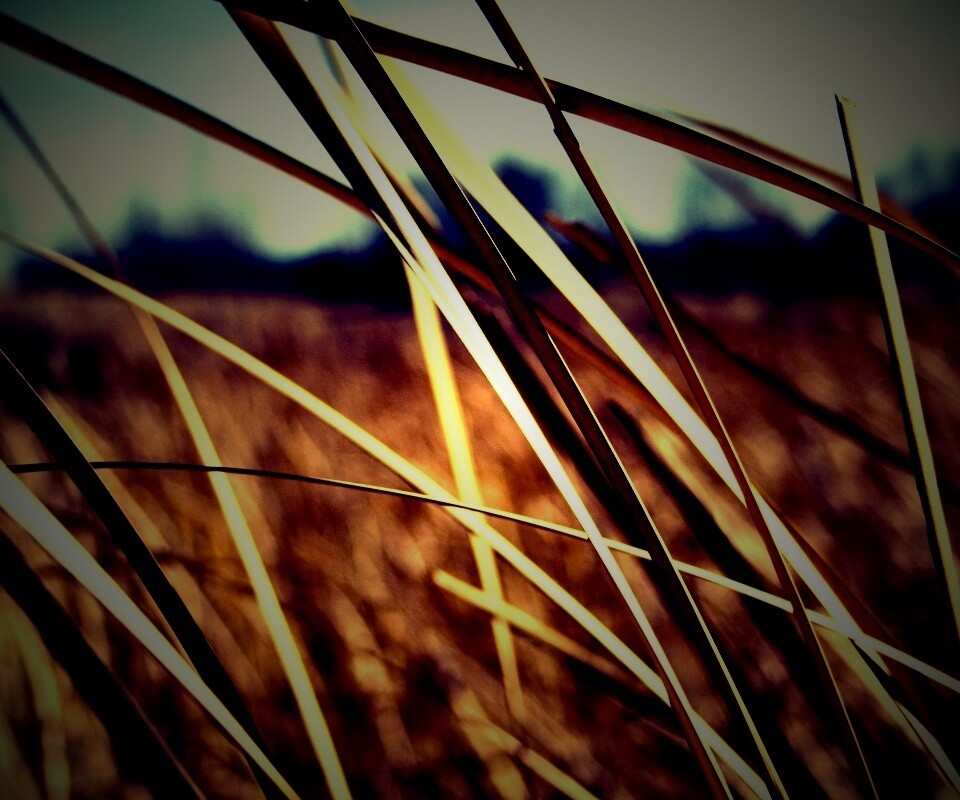 Желтая трава обои