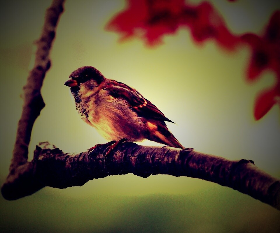 Птичка на ветке обои