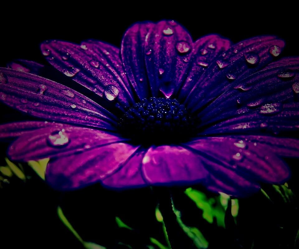 Мокрый от росы фиолетовый цветок обои