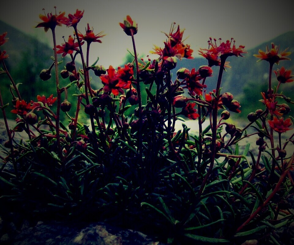 Горные цветы обои