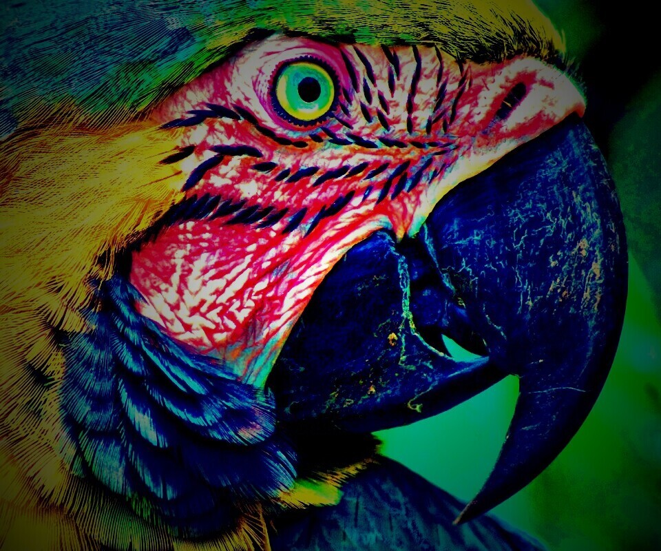 Попугай обои