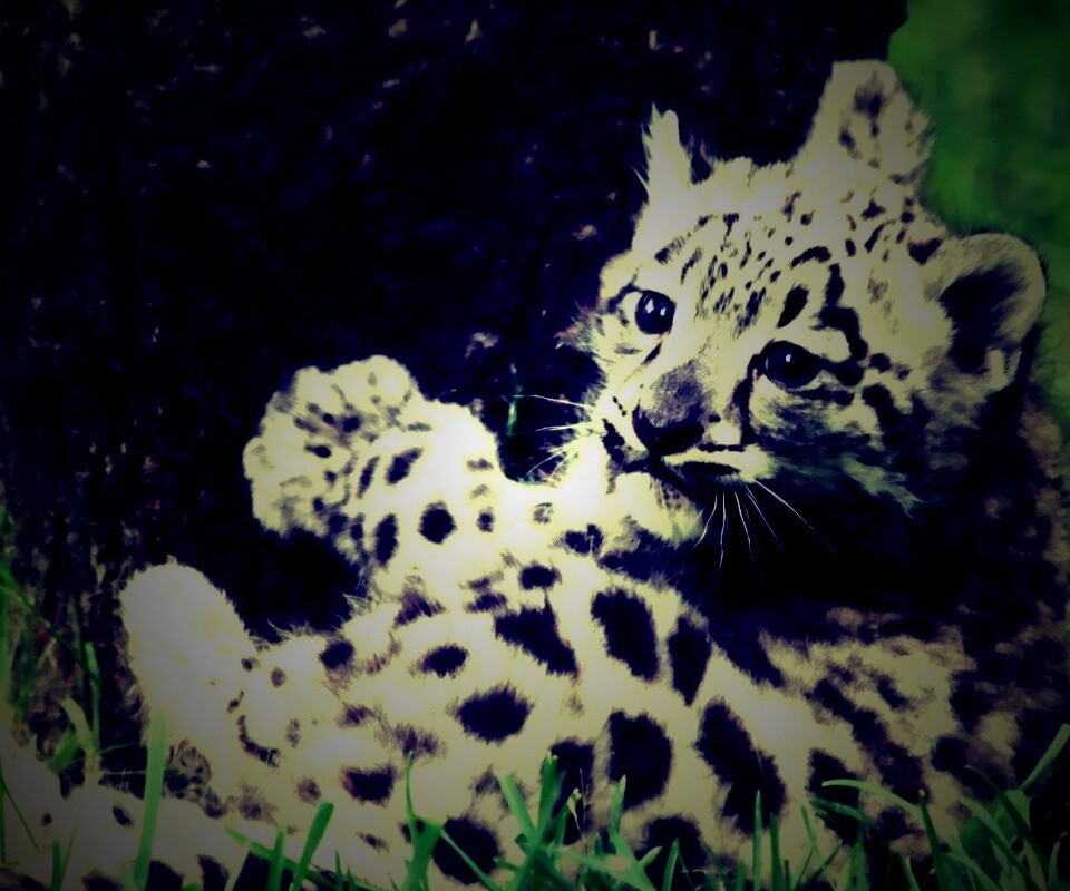 Котенок большой дикой кошки обои