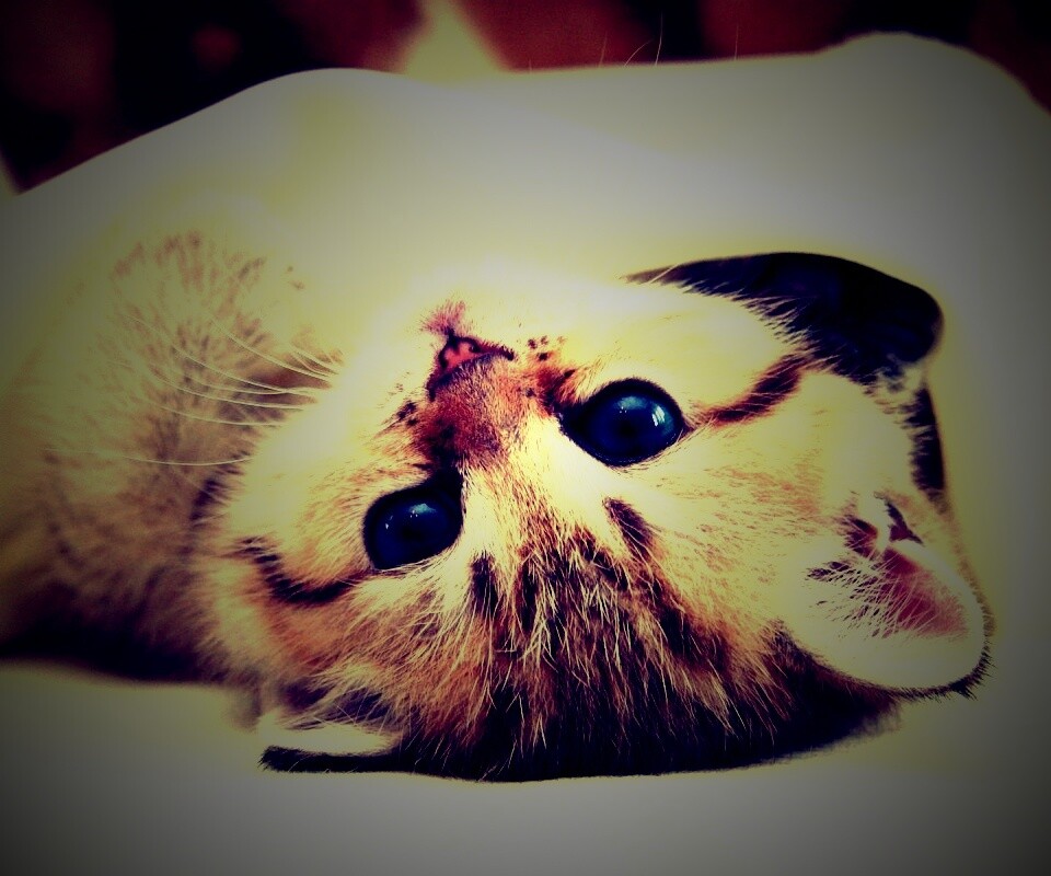 Котёнок вверх ногами обои