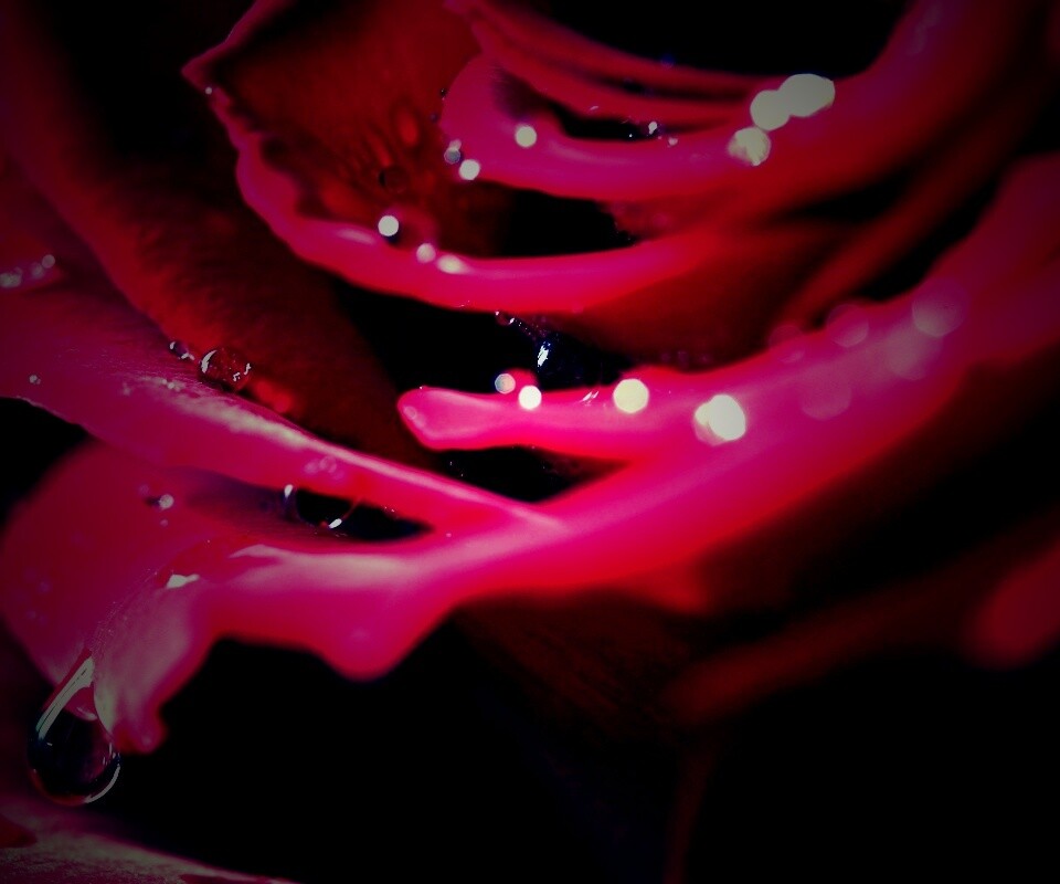 Капли на лепестках розы обои