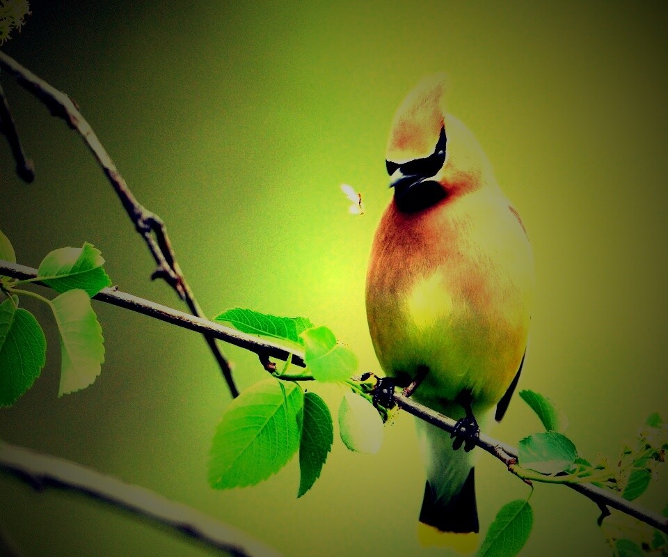 Оранжевая птичка обои