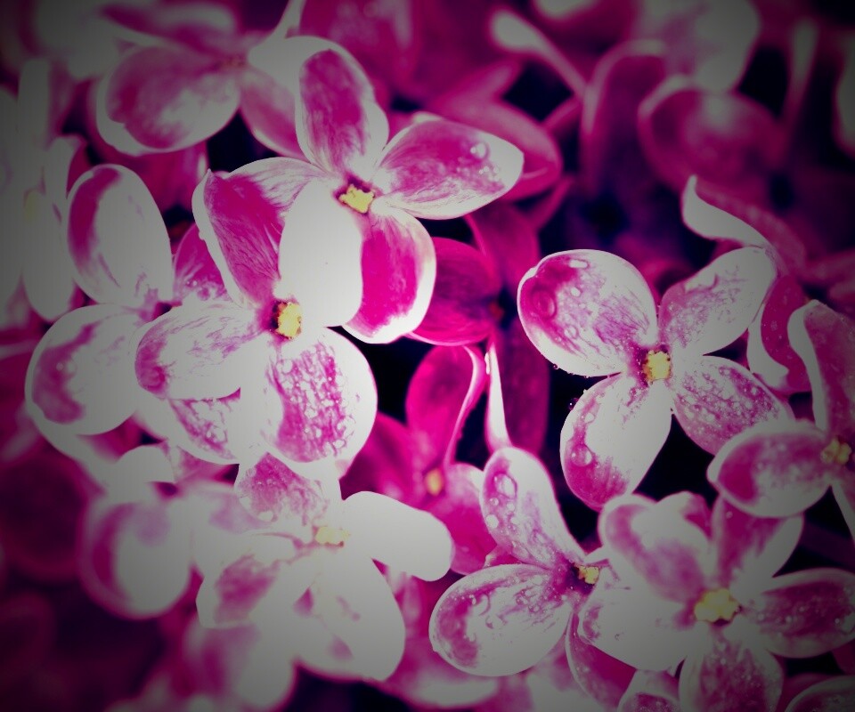 Цветы сирени обои