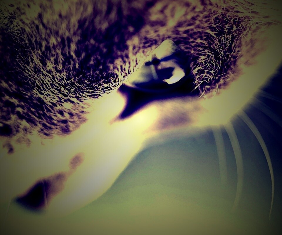 Макро фото мордашки кота обои