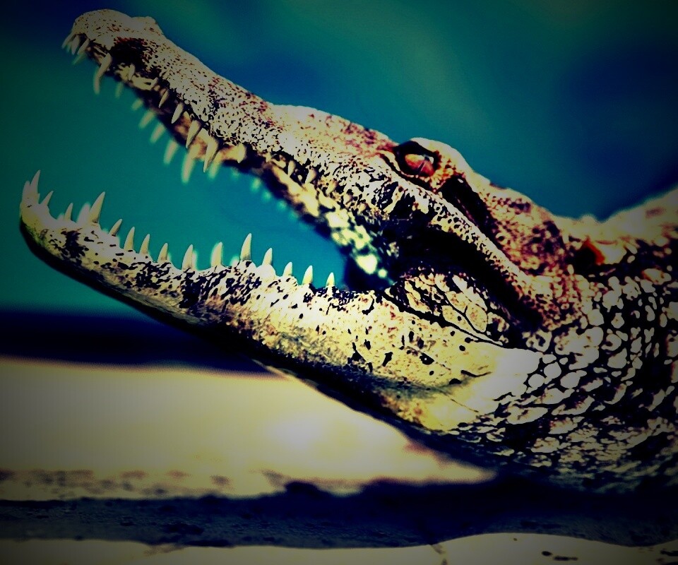 Крокодил разинул пасть обои