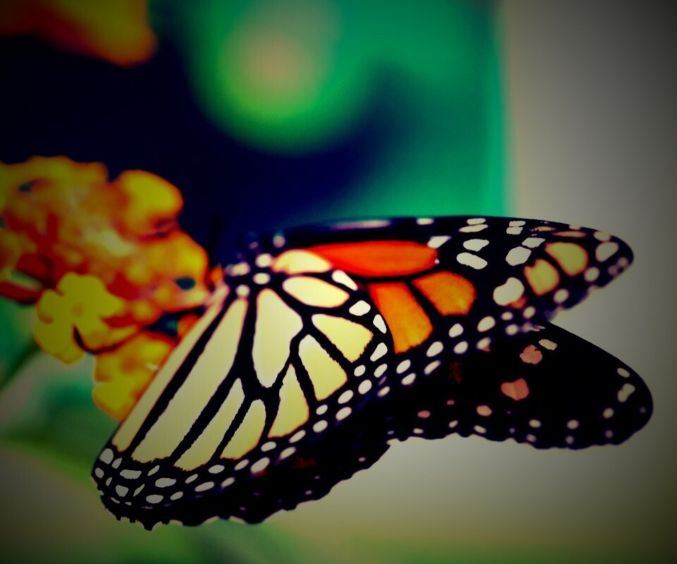 Бабочка на цветке в макро обои