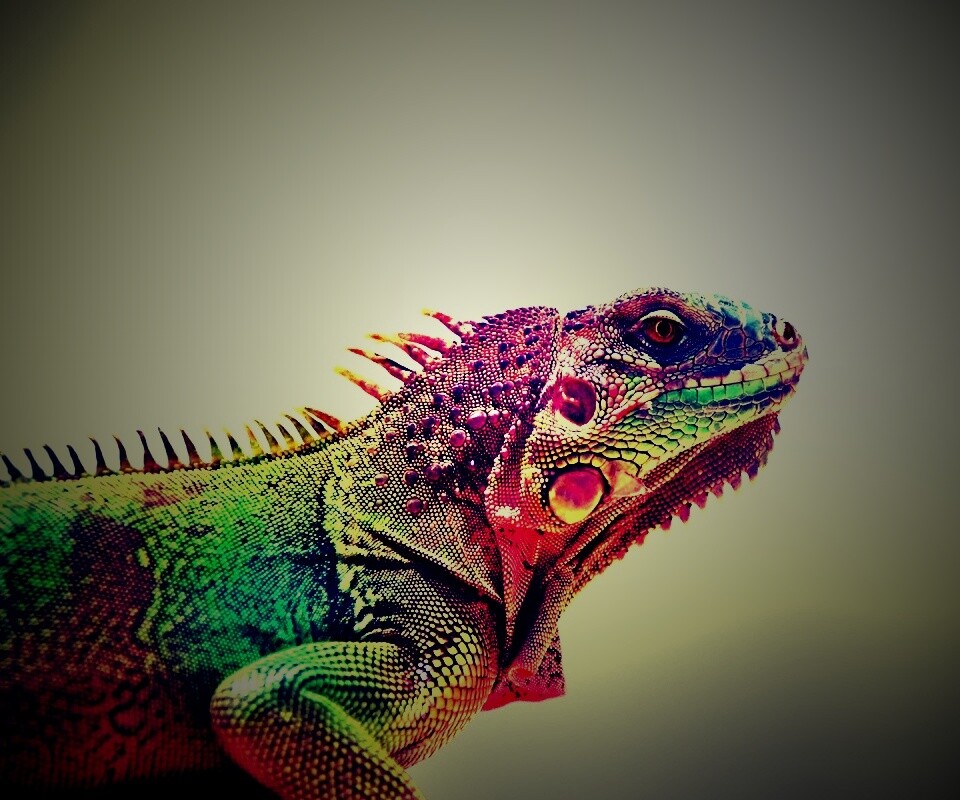 Игуана обои