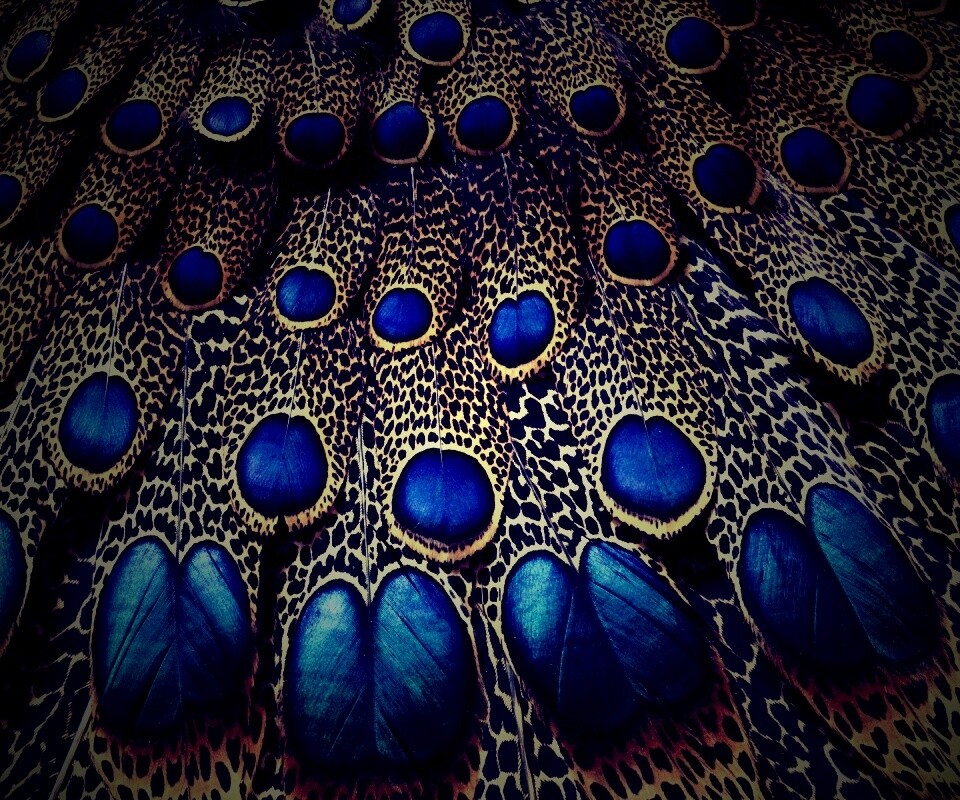 Хвост павлина обои