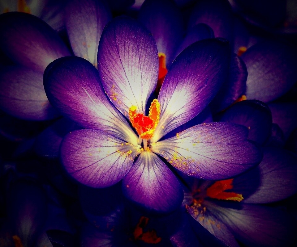 Сиреневый цветок обои