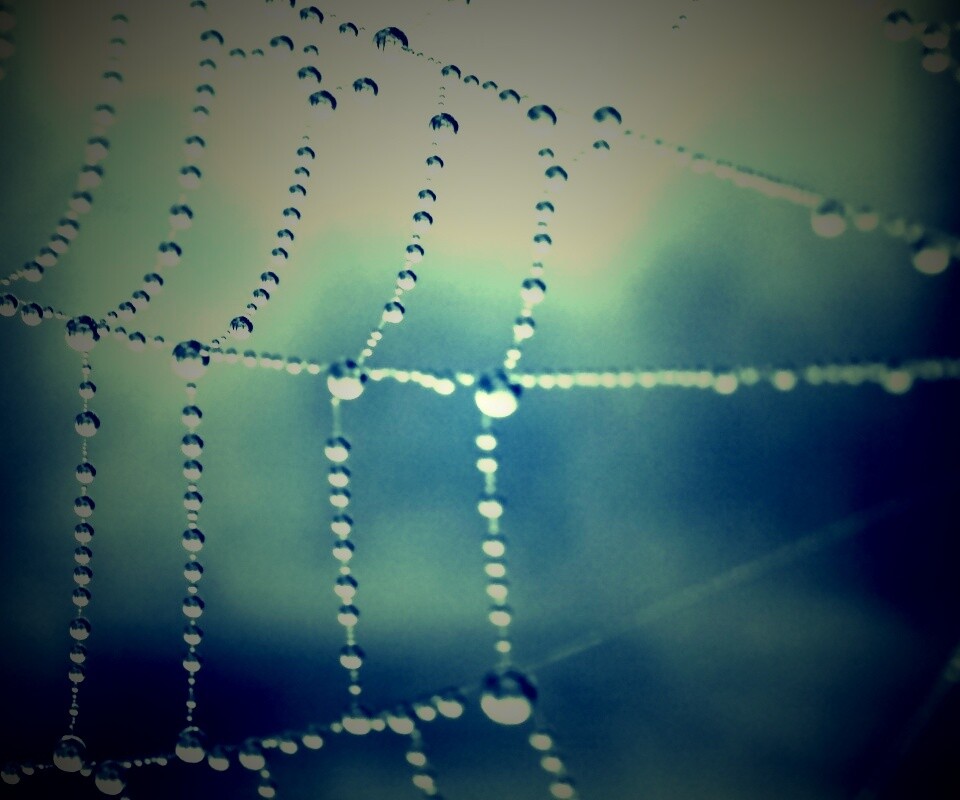Капли росы на паутине обои