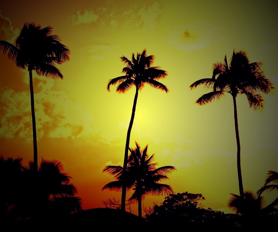 Пальмы на закате обои