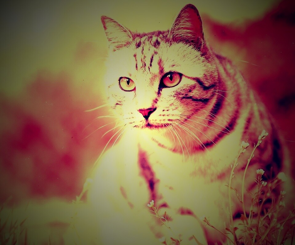 Кот в теплых тонах обои