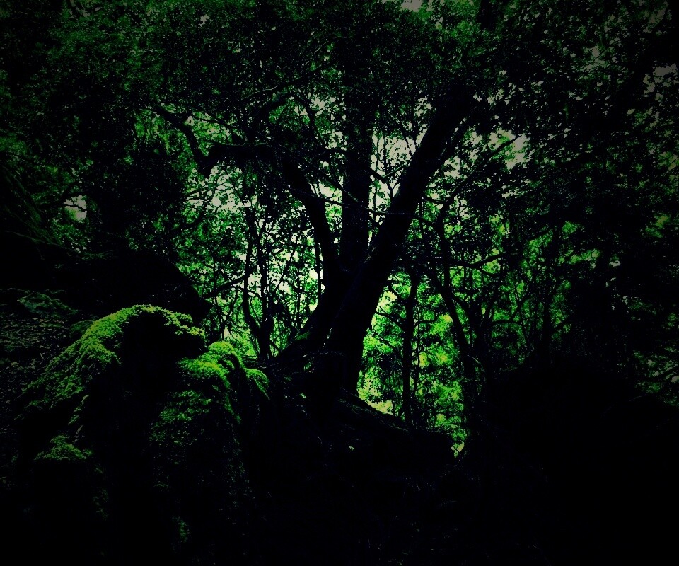 Чаща мшистого леса обои