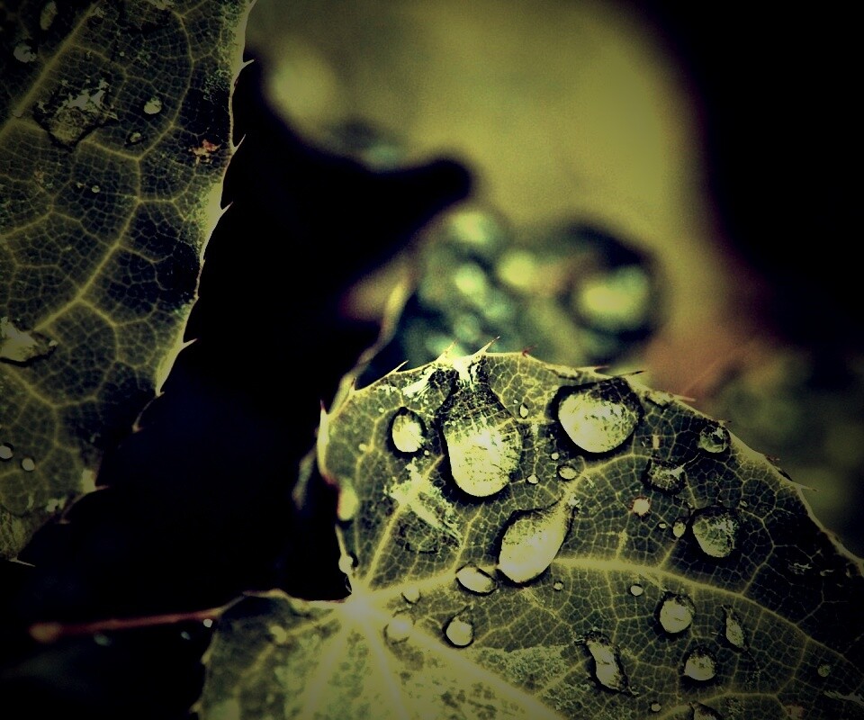 Капельки росы на листьях обои