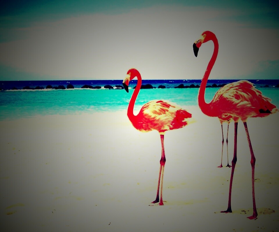 Розовые фламинго на пляже обои