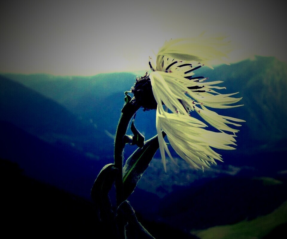 Горный цветок обои