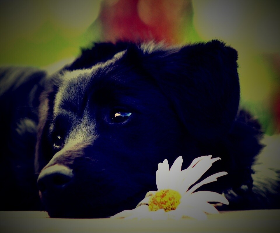 Собака с ромашкой обои