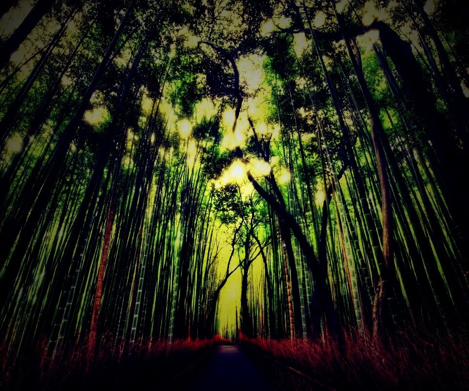 Дорога в тростниковых зарослях обои