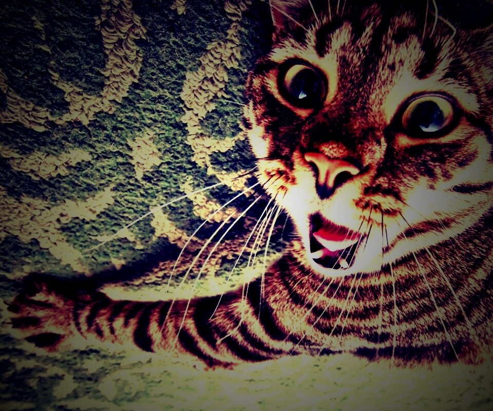 Спалившийся на ковре кошак обои