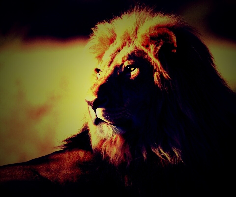 Царь зверей обои