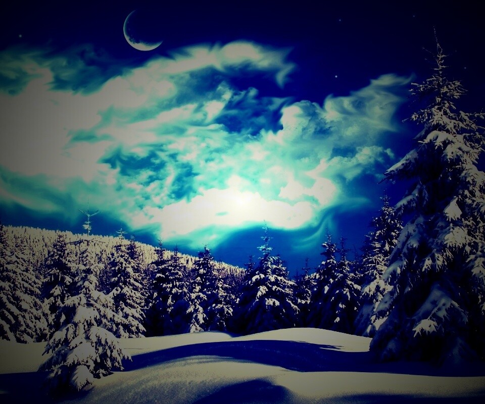 Зимний еловый лес обои