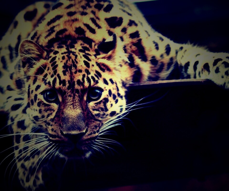 Леопард в зоопарке обои
