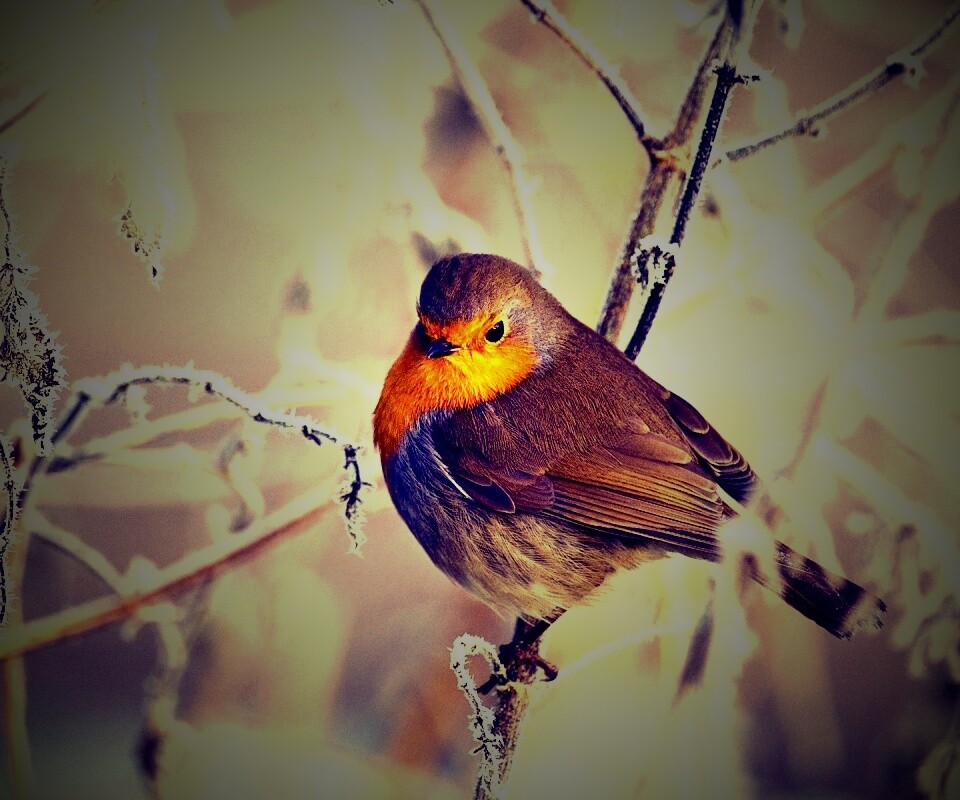 Птичка на ветке обои