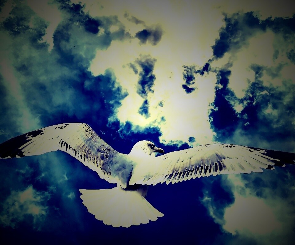 Гордая птица в полете обои