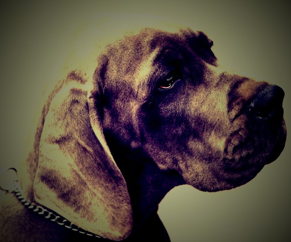 Грустная собака обои