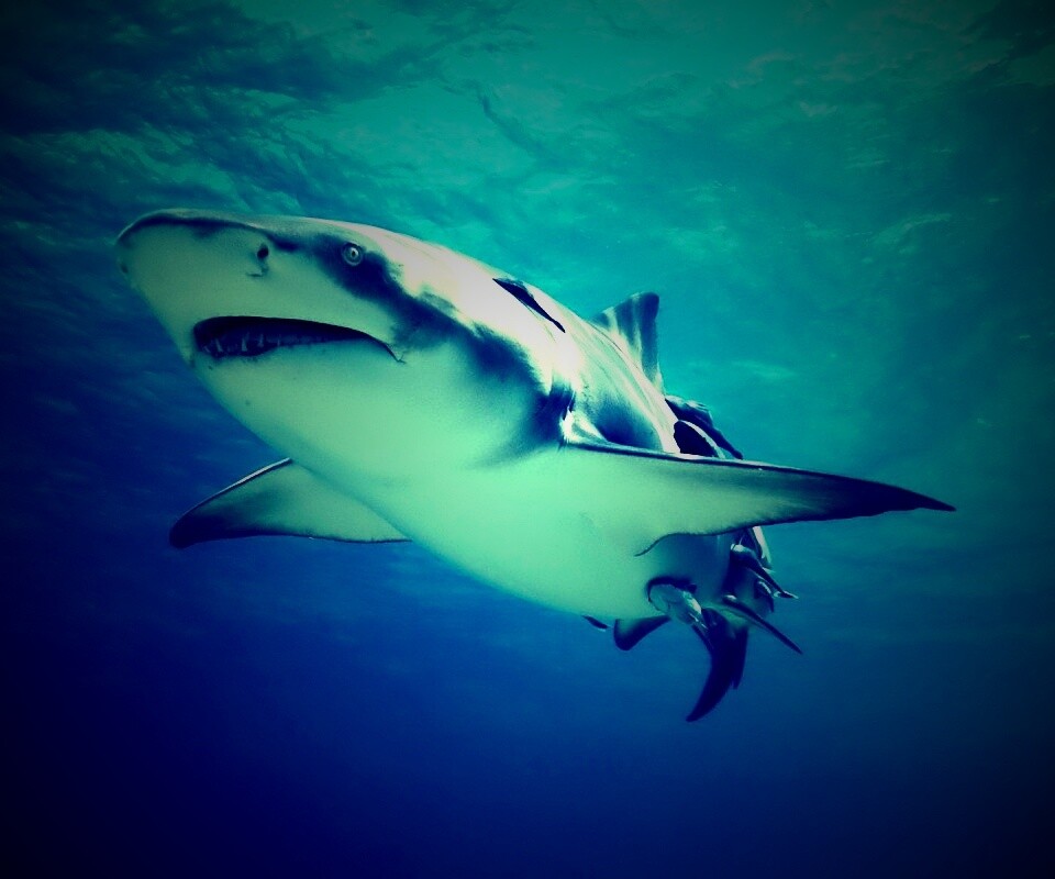 Красивая глубоководная акула обои