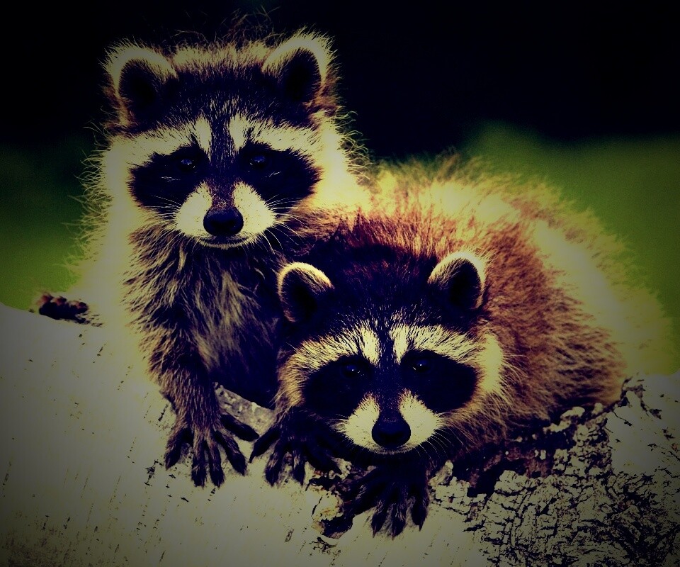 Полосатики обои