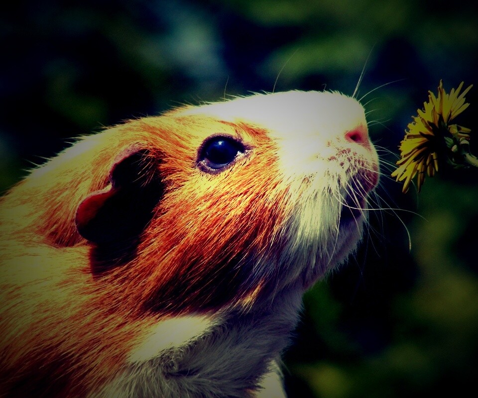 Морская свинка - романтик обои