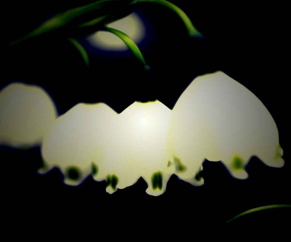 Белые ландыши обои