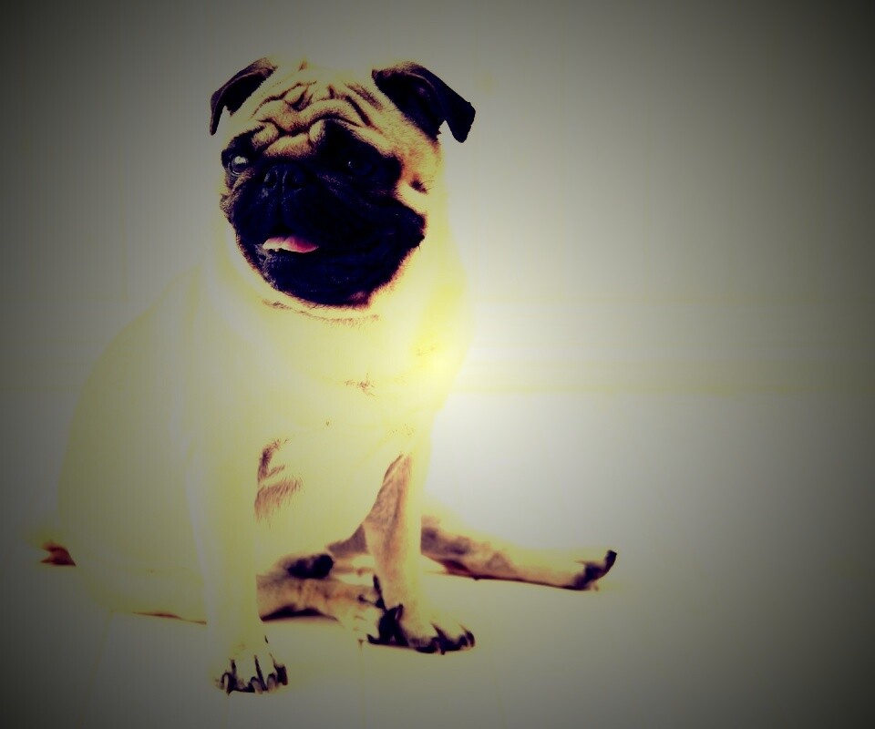 Симпатичный мопс на полу обои