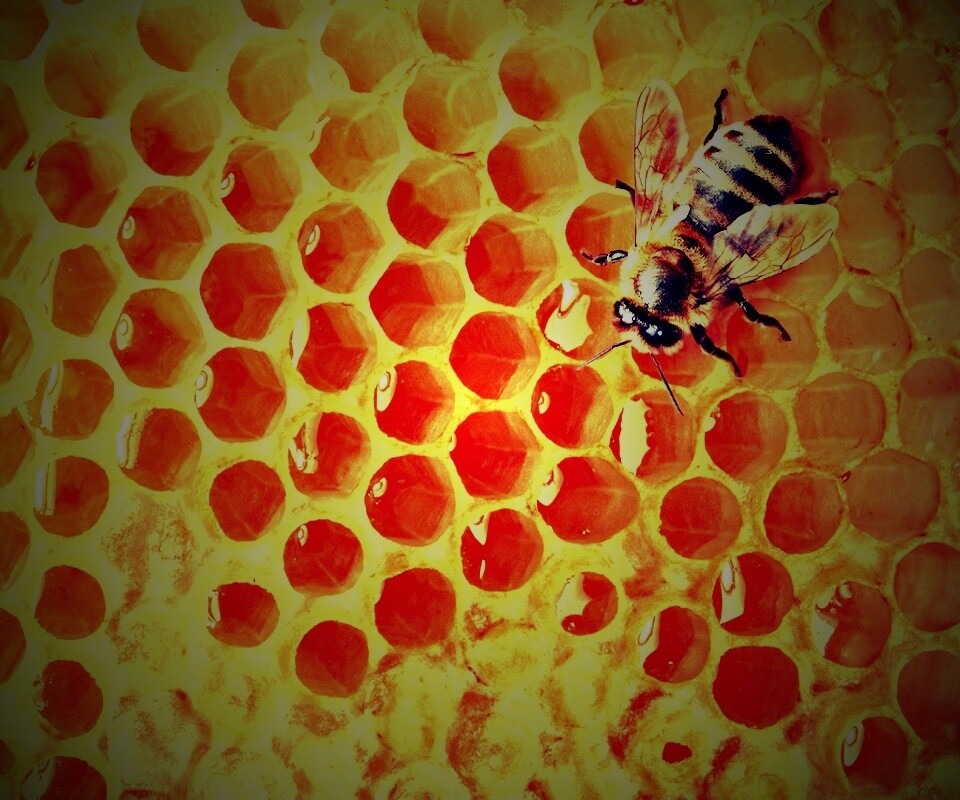 Пчела на сотах с медом обои