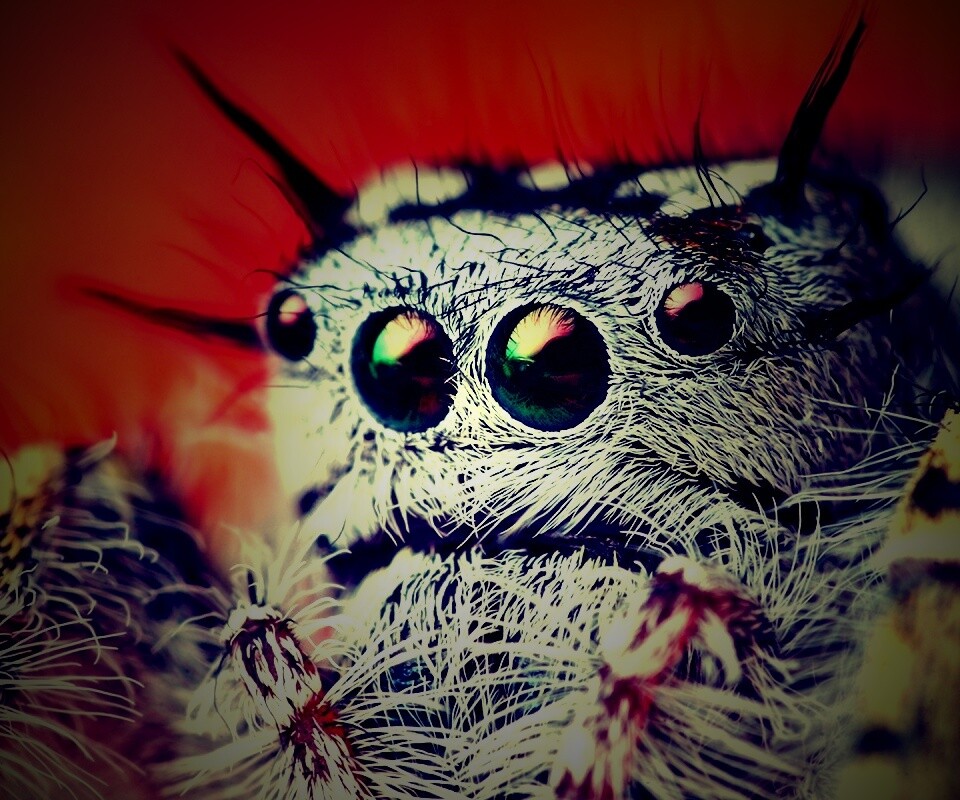 Паук в макро обои