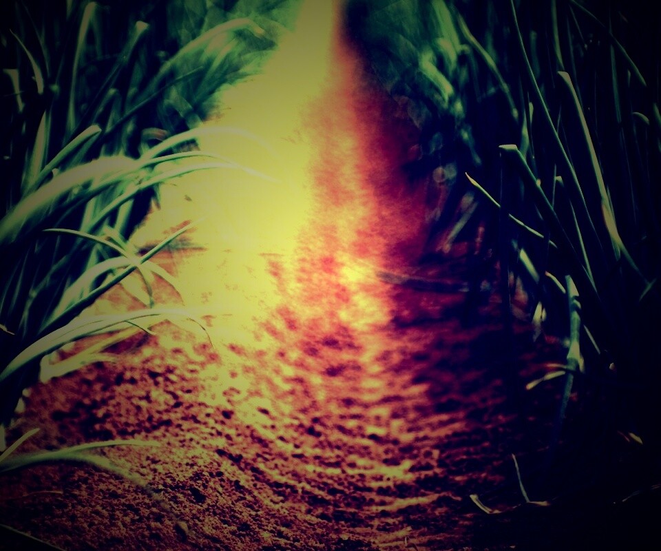 Тропинка в траве обои