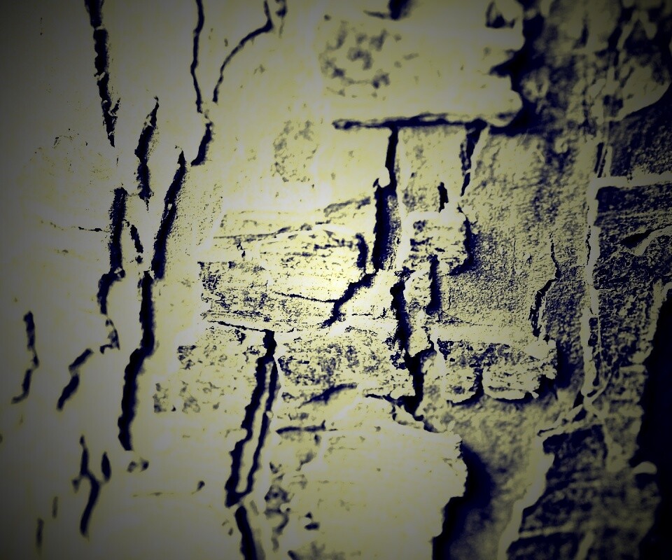 Белая кора обои